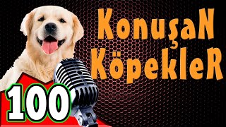 Komik Köpek Videoları  Konuşan Köpekler ve Kediler 100 [upl. by Akinahs]