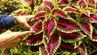 Coleus Cuttings Made Easy [upl. by Ardeth]