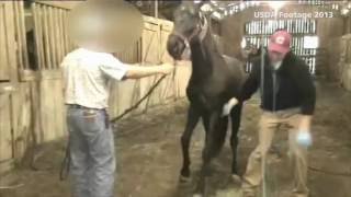 USDA inspections find horse soring cruelty [upl. by Standford]