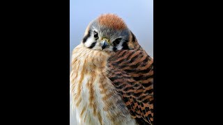 American Kestrels in Falconry [upl. by Margarethe419]