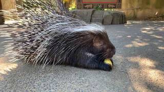 Meet African Crested Porcupine Nolina [upl. by Eliezer]