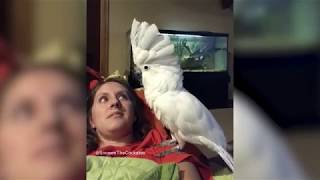 Funny Parrots singing and Dancing [upl. by Hotze]