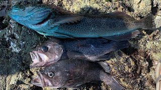 How to Catch LINGCOD and ROCKFISH From SHORE Northern California Rock Fishing [upl. by Nivad]