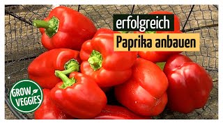 Paprika erfolgreich anbauen  Gemüseanbau im Garten [upl. by Donaghue102]