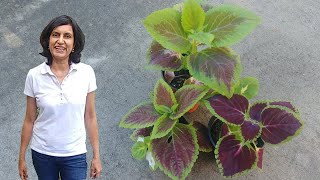 Growing Coleus from Seeds with all updates [upl. by Crowley]