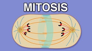 MITOSIS CYTOKINESIS AND THE CELL CYCLE [upl. by Ajiat100]