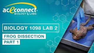 Biology Lab  Frog Dissection  Part 1 [upl. by Carleton]