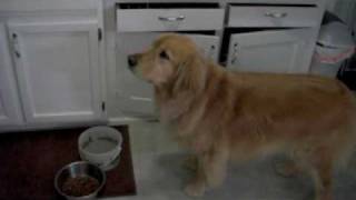 Leroy the Magical Talking Golden Retriever [upl. by Zsa Zsa]