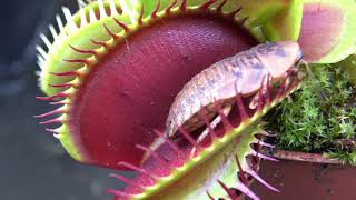 Best Venus Flytrap Trapping Compilation 2018 [upl. by Shanleigh157]