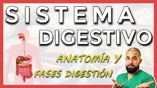 Anatomía del SISTEMA DIGESTIVO Repaso general [upl. by Ydak]