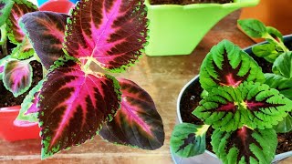 Growing Fabulous Coleus Springtime Coleus HOW TOS [upl. by Brufsky83]