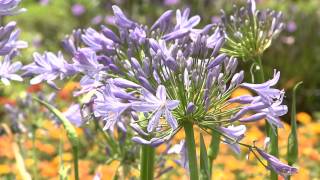 Graceful agapanthus come in different sizes [upl. by Blanche]