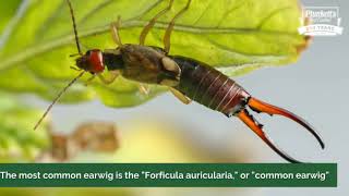 What are earwigs [upl. by Aimek515]