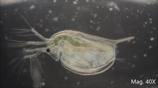 Daphnia magna under the Microscope [upl. by Giacamo374]