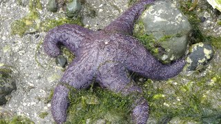 Facts The Purple Sea Star [upl. by Yuria]