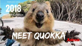 Quokka The happiest animal in the world Meet Quokka [upl. by Seugram]