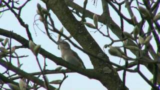 Garden Warblers Singing in the Dawn [upl. by Emlen]