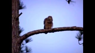 Two Barred Owls Hooting [upl. by Boykins]