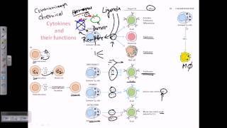 Cytokines and cytokine receptors [upl. by Haldes813]