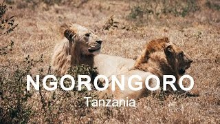 LIONS ATTACK at NGORONGORO CRATER  Tanzania [upl. by Colver]