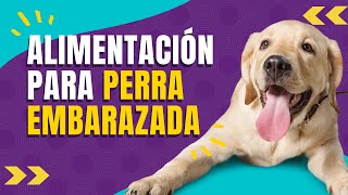 🐾🐶Alimentación IDEAL PARA PERRA EMBARAZADA [upl. by Urian]