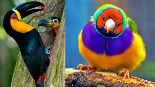 Découvre Les 10 Oiseaux Les Plus Beaux Du Monde [upl. by Feld]