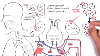 Oxygen  Haemoglobin Dissociation Curve  Physiology [upl. by Lyris]