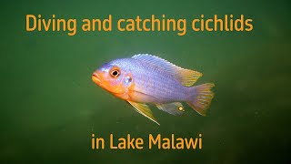 Diving and Catching cichlids in Lake Malawi [upl. by Hainahpez]