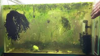 Scuds Daphnia Cherry Shrimp Copepods My aquatic food culture [upl. by Roderigo]