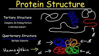 Protein Structure  Primary Secondary Tertiary amp Quarternary  Biology [upl. by Anayia]