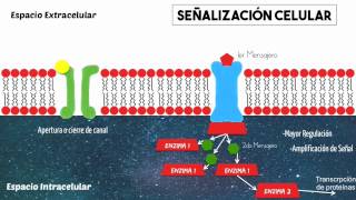 Proteína G y señalización celular básica [upl. by Hanala]