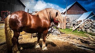 Cai de tractiune 2017 🐎 Cai de rasa Grea [upl. by Crispas]