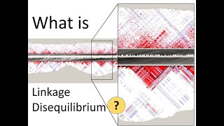 What is Linkage Disequilibrium  Genomics [upl. by Issy834]