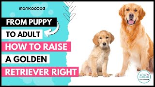 All you need to know before adopting a Golden retriever 🐕 Puppy II All about GOLDEN RETRIEVER DOGII [upl. by Asyar26]