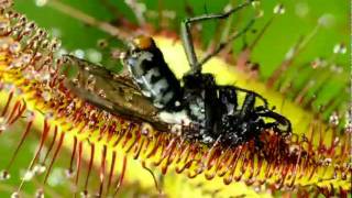 TimeLapse Sundews [upl. by Patten]