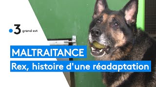 Maltraitance animale  lhistoire de Rex et de sa réadaptation [upl. by Einamrej]