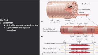 Actine amp Myosine spiercontractie [upl. by Ellehcor]