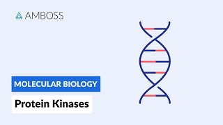 Protein Kinases Cell Signaling and Phosphorylation [upl. by Leno]