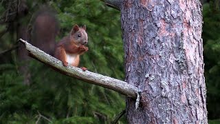 Vårens djur [upl. by Kavita]