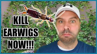 How to Get Rid of Earwigs [upl. by Kenward704]