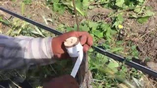 Ampelos Vineyard  bud grafting [upl. by Burleigh]