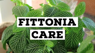 How to care for Fittonia  Nerve plant care [upl. by Nireves725]