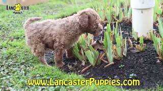 Springerdoodle Puppies [upl. by Amik]