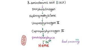 Heme Synthesis Pathway — Biochemistry and Hematology [upl. by Brennan]