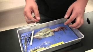 Squid Dissection Full [upl. by Estele]