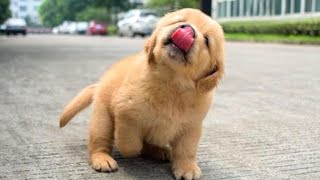 Funniest amp Cutest Golden Retriever Puppies 13 Funny Puppy Videos 2020 [upl. by Nader]