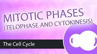 Steps of Mitosis Telophase and Cytokinesis [upl. by Nelo]