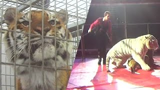 Abusive tiger training exposed at circus [upl. by Gaillard23]