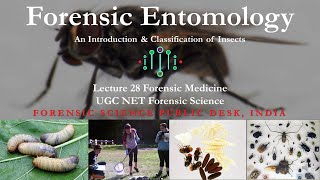 Forensic Entomology  An Introduction amp Classification  Lecture  28  UGC NET  Forensic Science [upl. by Vento]