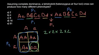 Tetrahybrid cross explained [upl. by Lichtenfeld251]